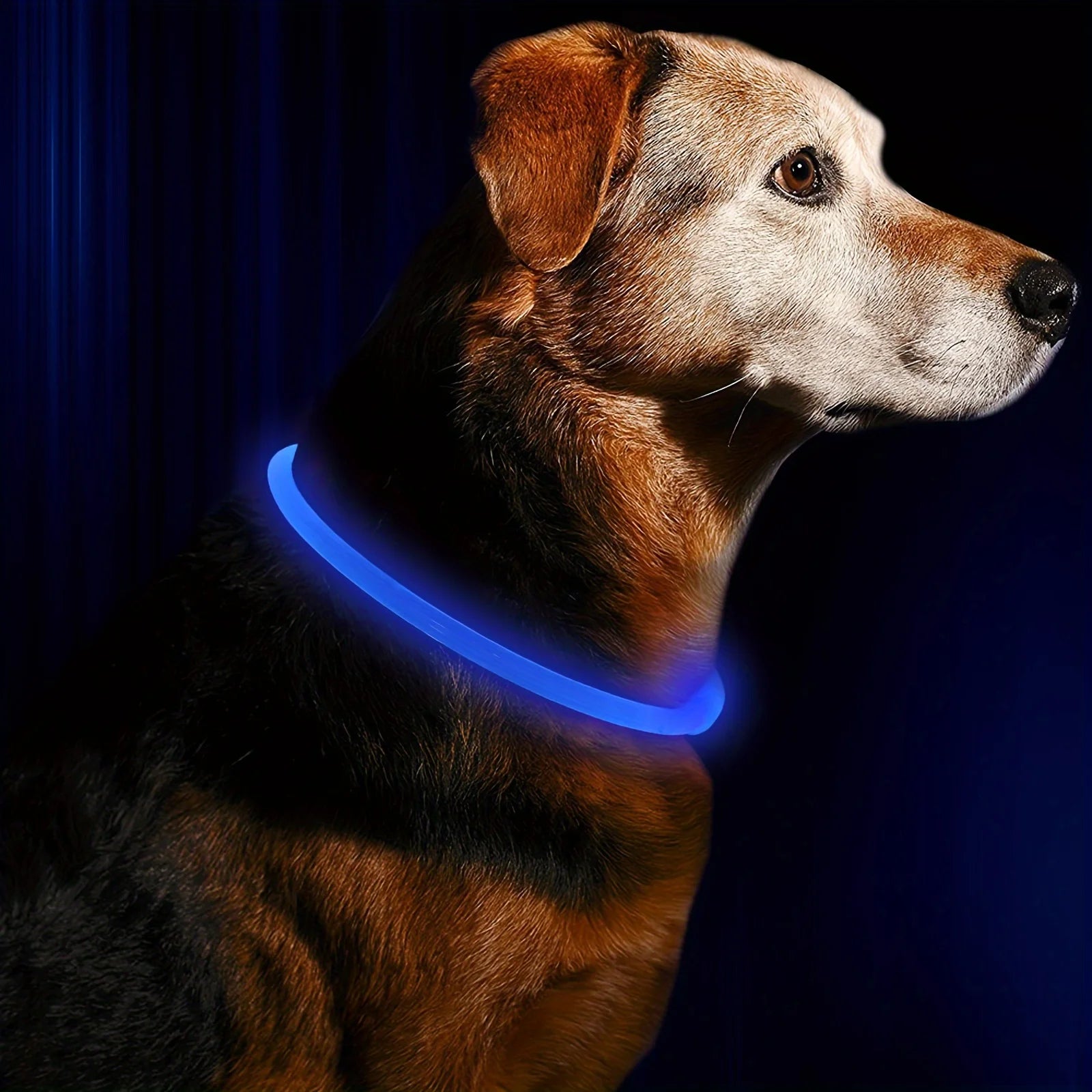 Safety Glow Dog Collar