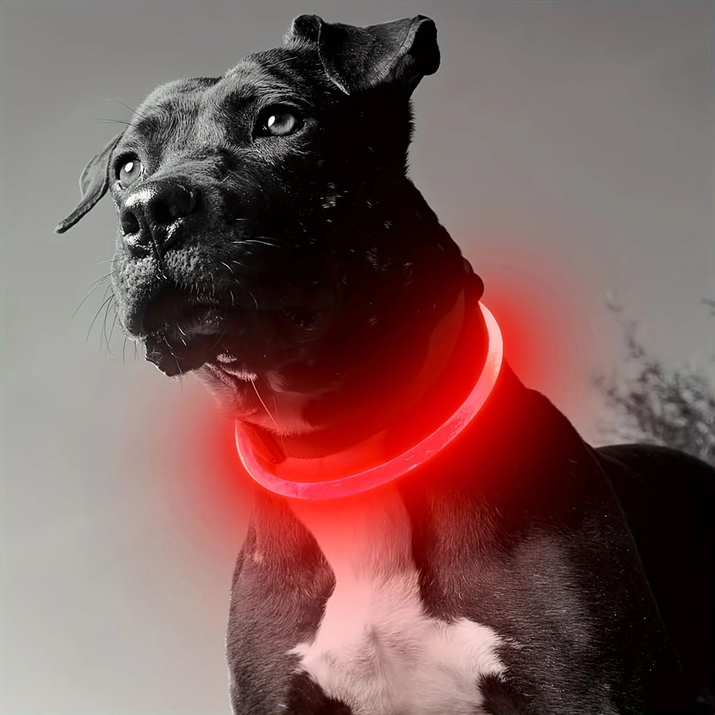 Safety Glow Dog Collar